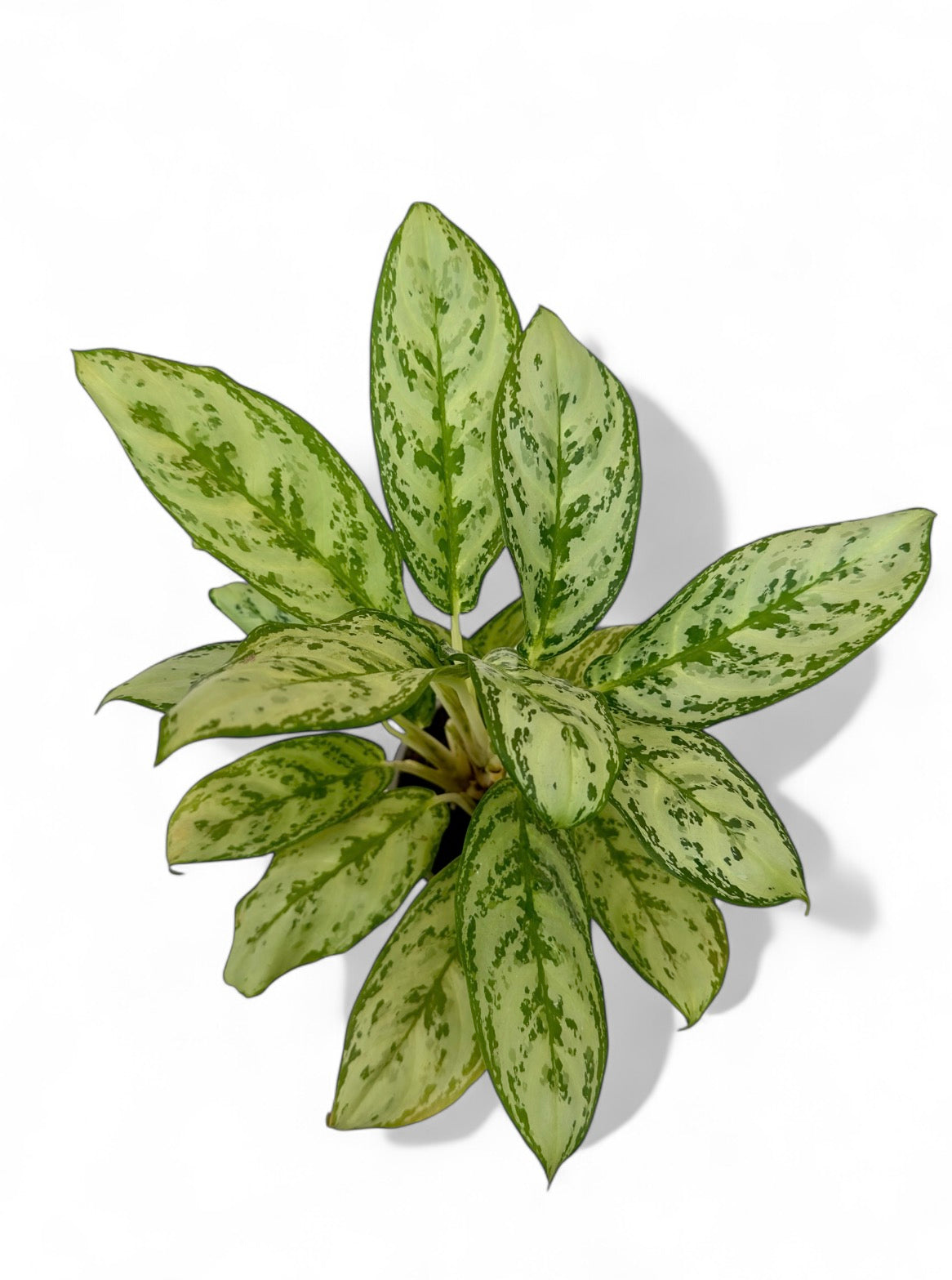 Αγλαόνημα Φ14εκ.