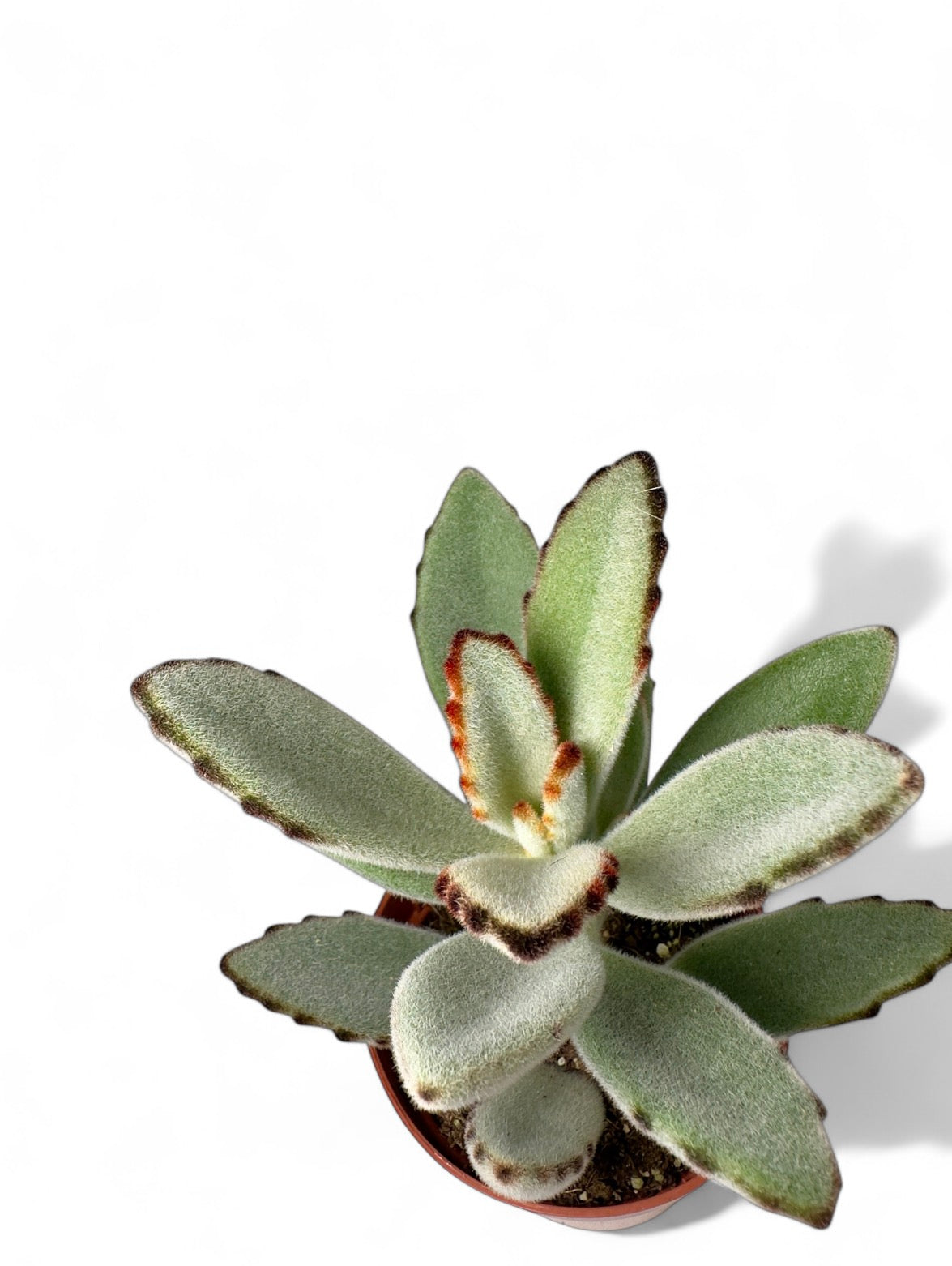 Παχύφυτο Καλαγχόη - Kalanchoe tomentosa ‘Chocolate soldier’ Φ8,5εκ.