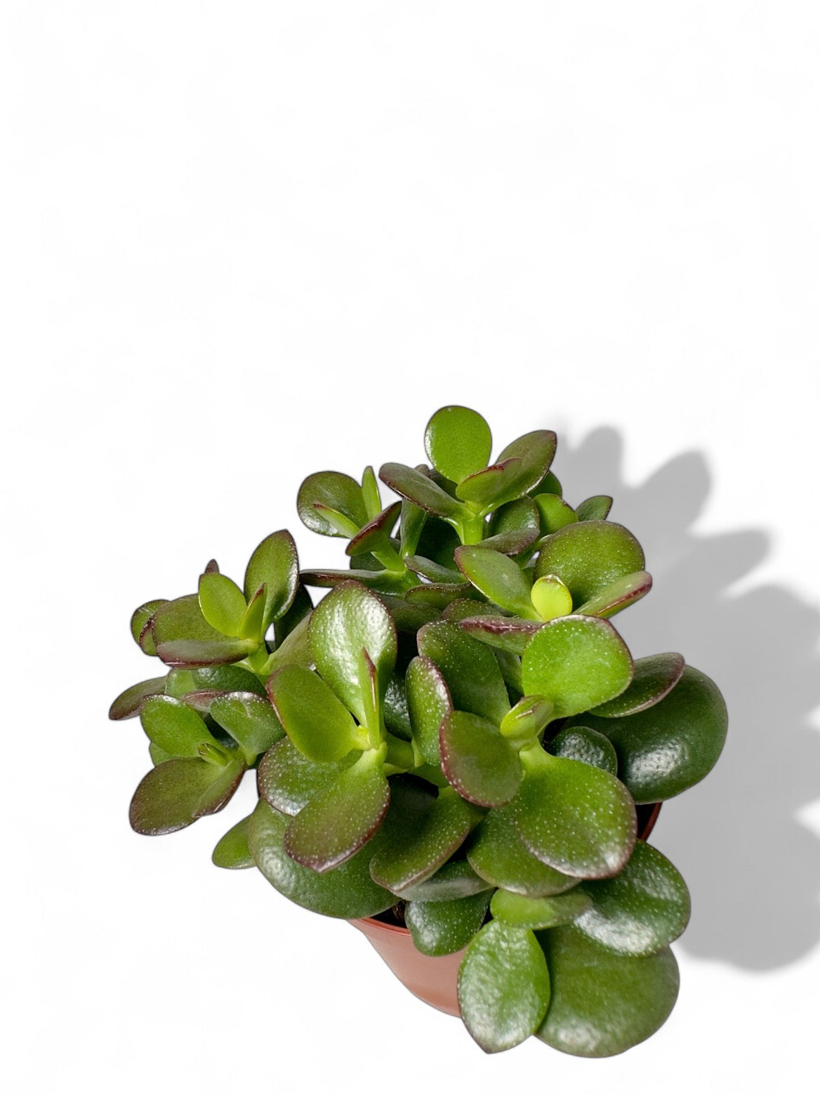 Παχύφυτο Κρασούλα - Crassula ovata 'Minima' Φ8,5εκ.