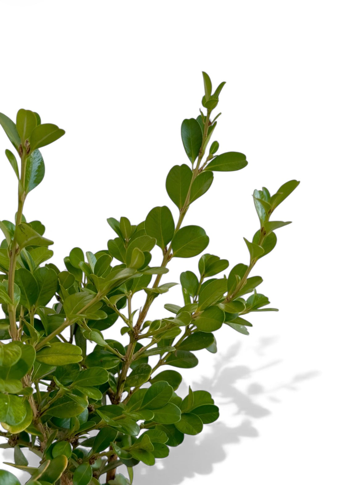 Πυξάρι σακουλάκι