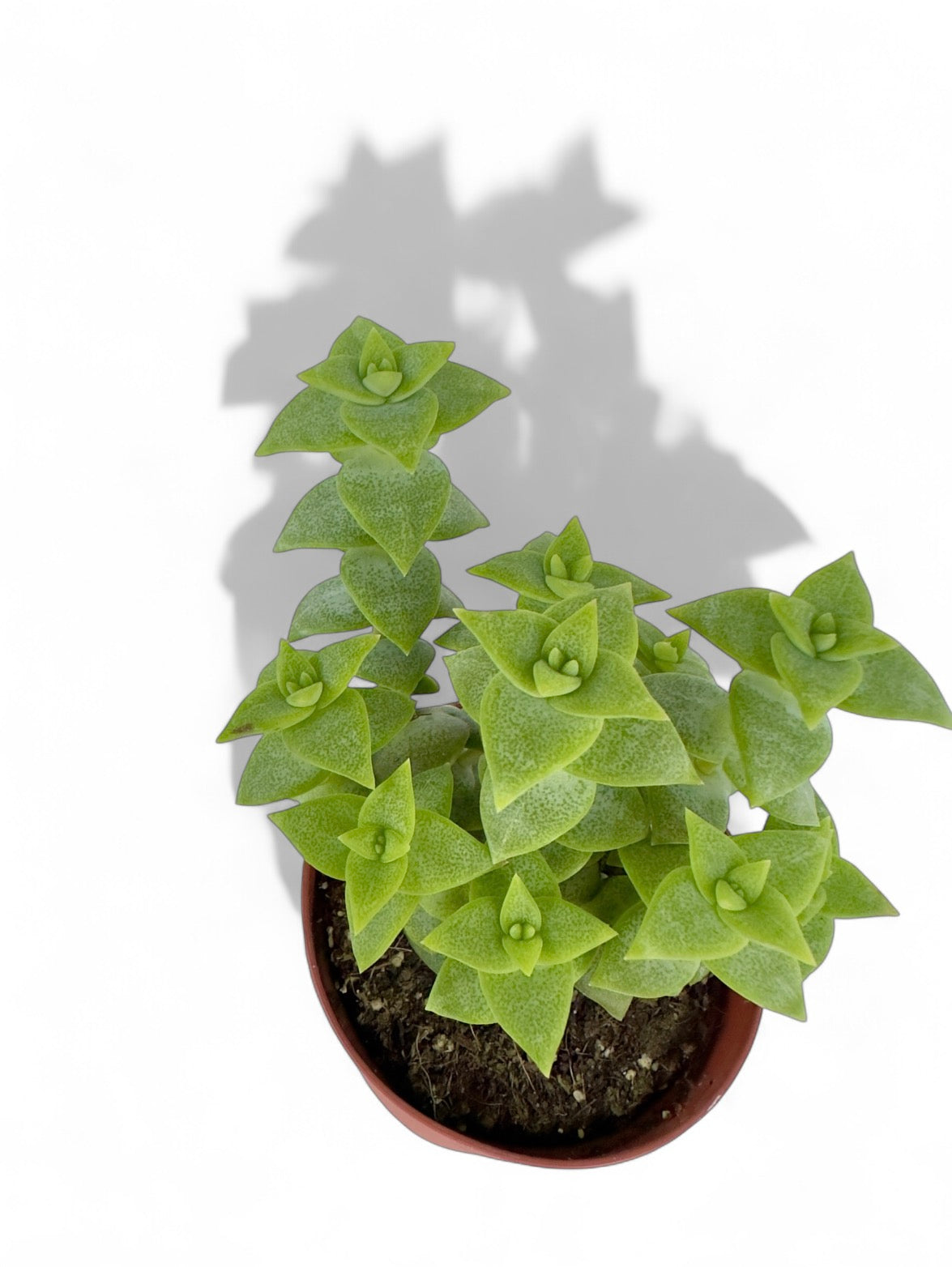 Παχύφυτο Κρασούλα - Crassula perforata Φ8,5εκ.