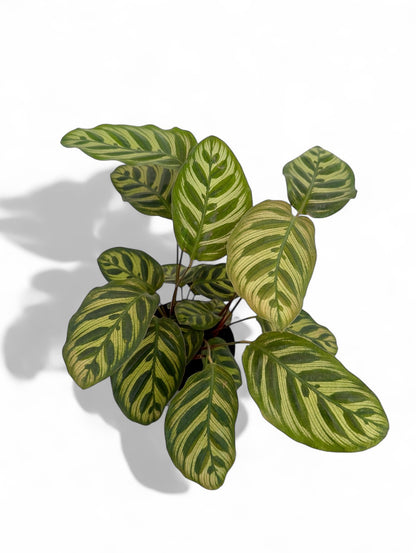 Καλαθέα Calathea Φ12εκ.