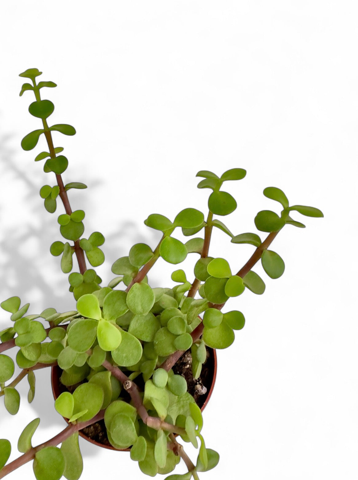 Παχύφυτο Υπομονή - Portulacaria afra f. variegata Φ8,5εκ.