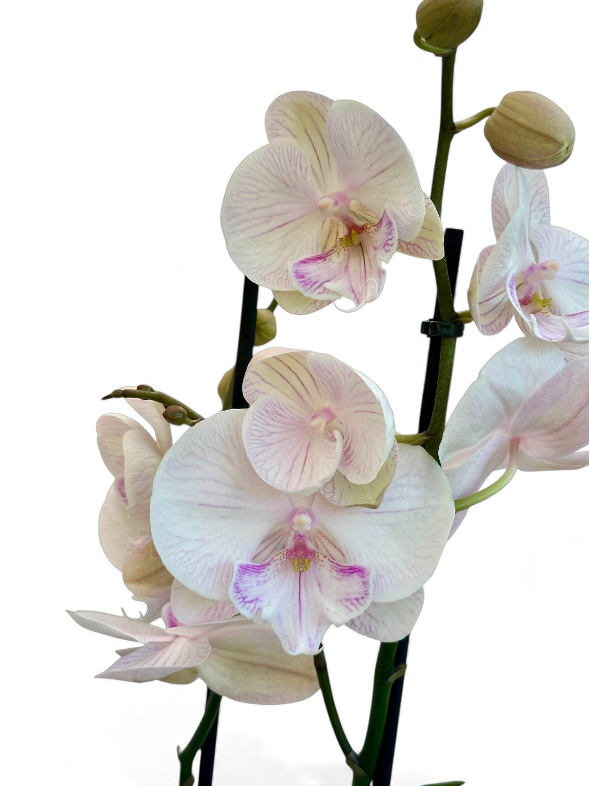 Ορχιδέα Φαλαίνοψις (Phalaenopsis) λευκή ambon Φ12εκ.