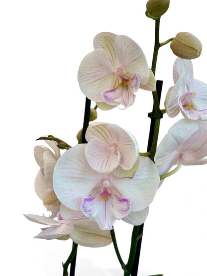 Ορχιδέα Φαλαίνοψις (Phalaenopsis) λευκή ambon Φ12εκ.
