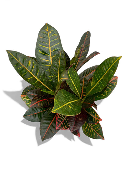 Κρότων Φ21εκ.