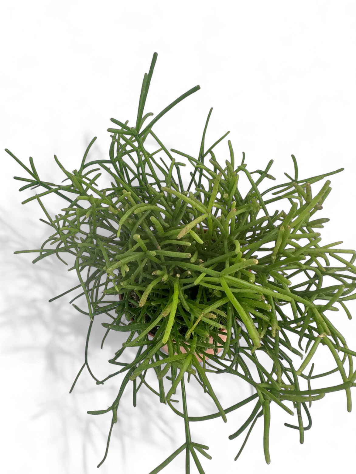 Κάκτος Rhipsalis heteroclada Φ8.5