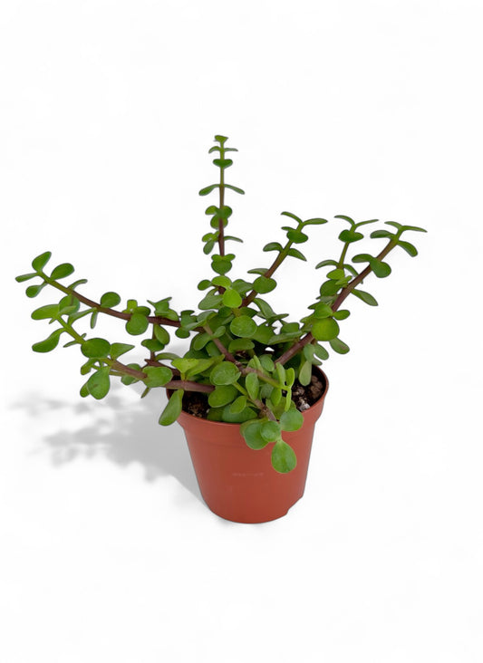 Παχύφυτο Υπομονή - Portulacaria afra f. variegata Φ8,5εκ.