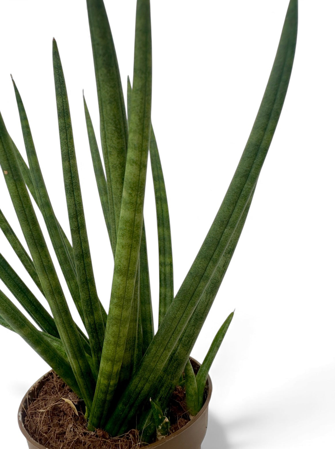 Σανσιβέρια - Sansevieria Φ8.5εκ.