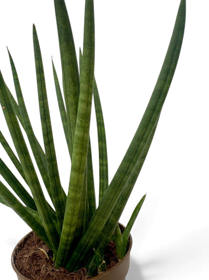 Σανσιβέρια - Sansevieria Φ8.5εκ.