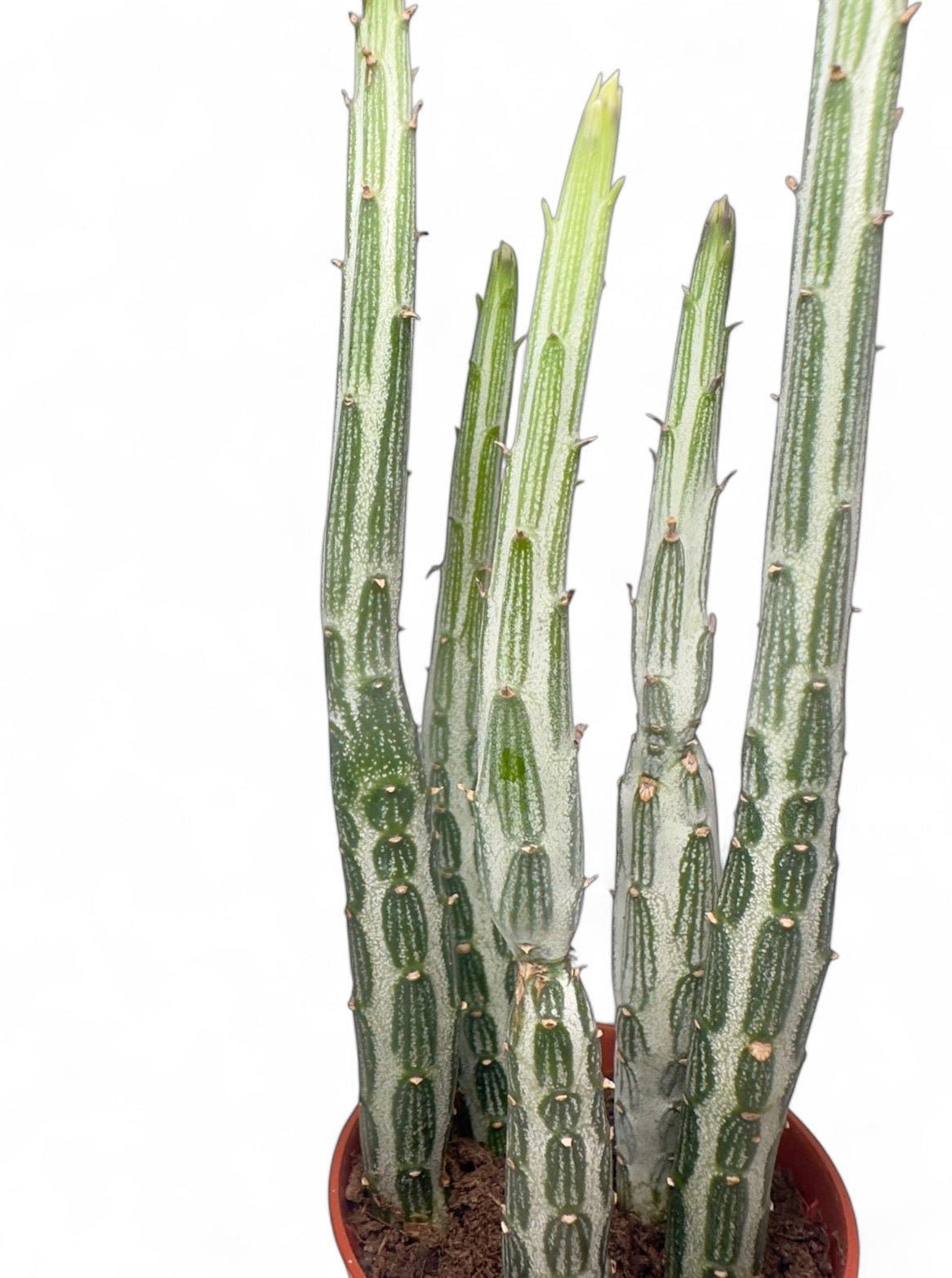 Παχύφυτο Senecio stapeliiformis Φ5.5