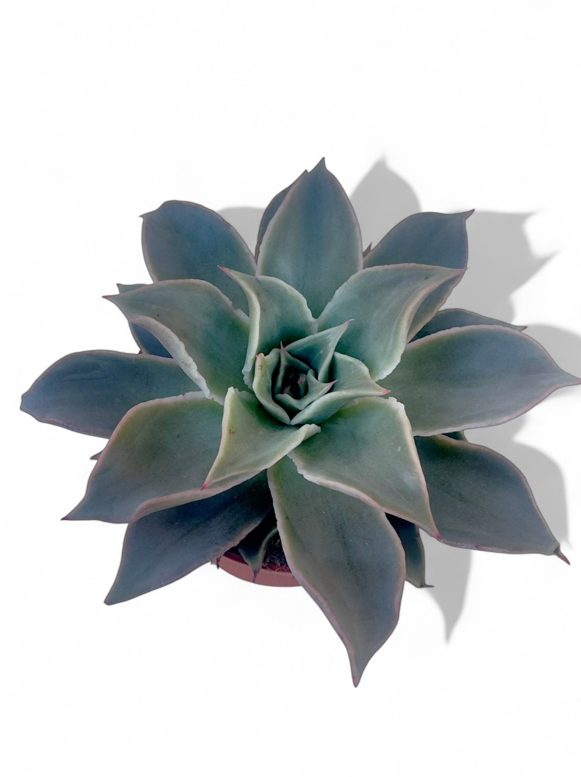 Παχύφυτο Aloe Φ10,5εκ.