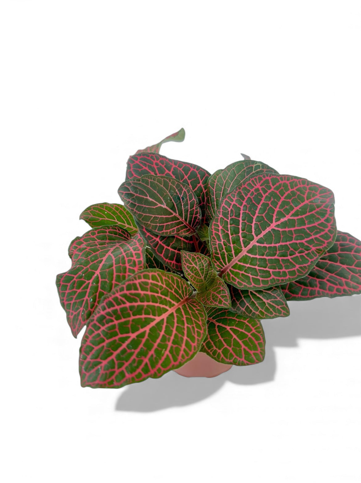 Φιτόνια - Fittonia Φ9
