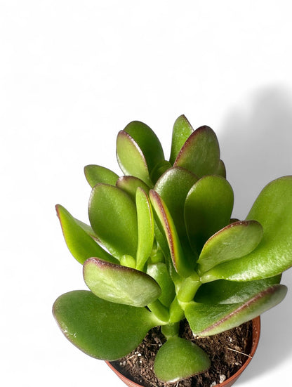 Παχύφυτο Crassula ovata Φ8,5εκ.