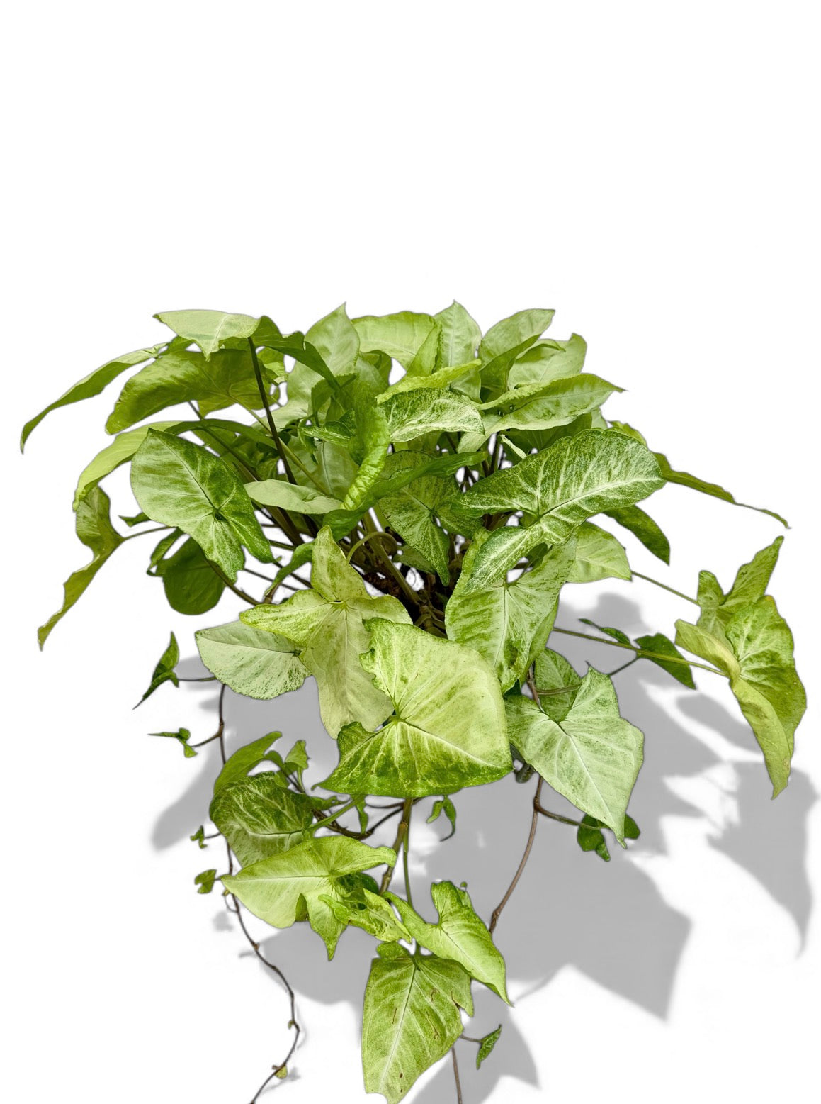 Συγκόνιο Syngonium Φ21εκ.