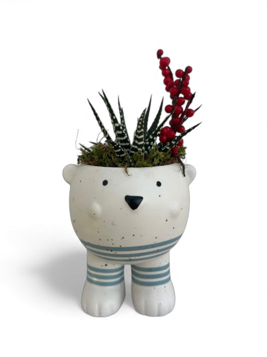 Κασπώ bear με παχύφυτο Haworthiopsis attenuata (Zebra Plant)