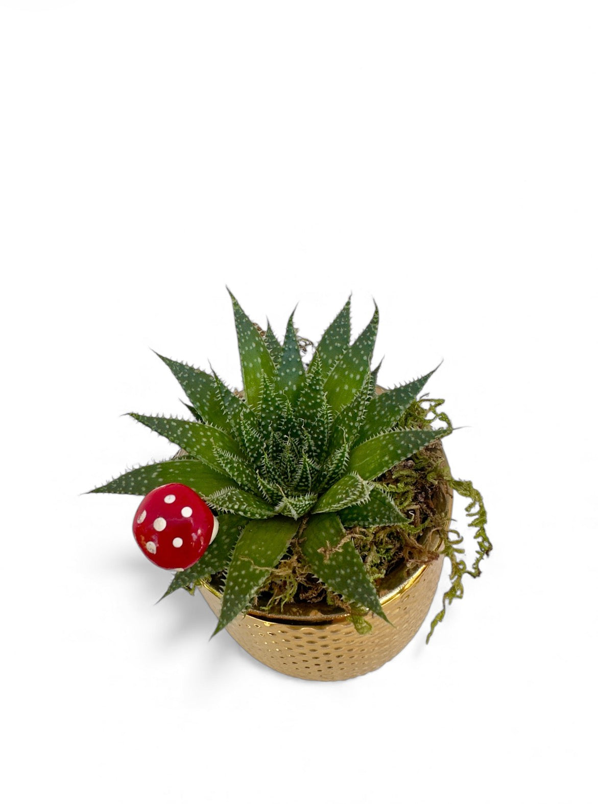 Κασπώ χρυσό με παχύφυτο Aristaloe aristata (Lace Aloe)