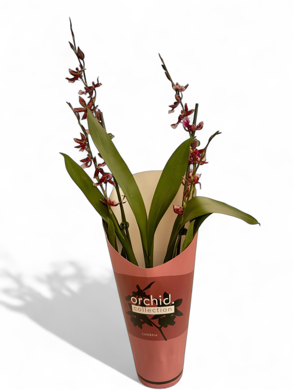 Ορχιδέα campria Φ12εκ.