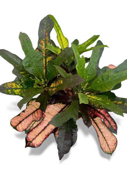 Κρότων Φ21εκ.