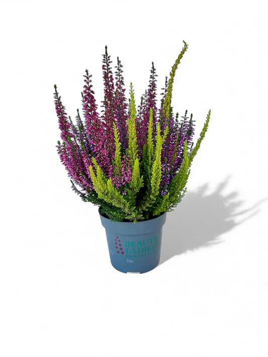 Καλούνα - calluna vulgaris Φ11εκ.