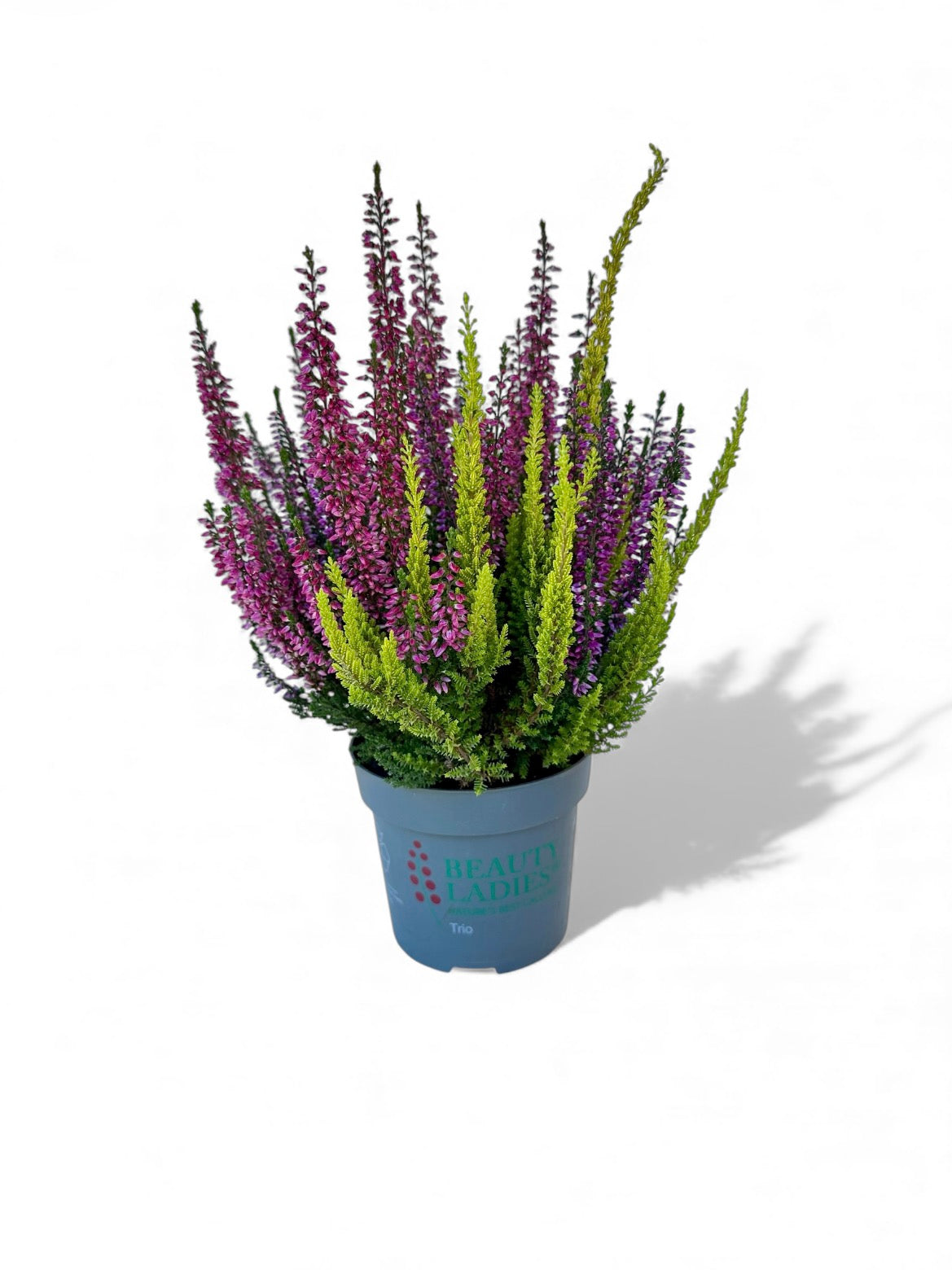 Καλούνα - calluna vulgaris Φ11εκ.