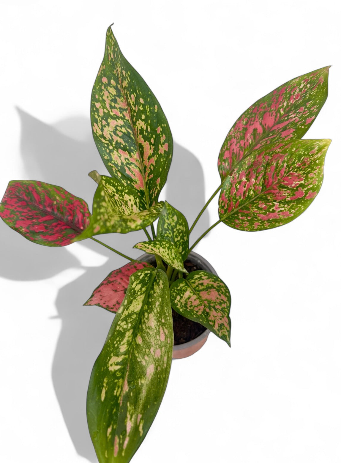 Αγλαόνημα Φ14εκ.