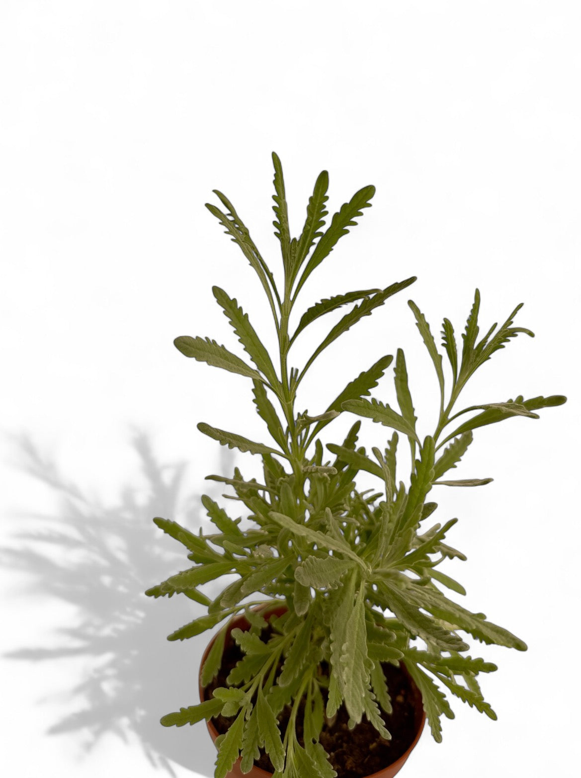 Λεβάντα Φ12εκ.