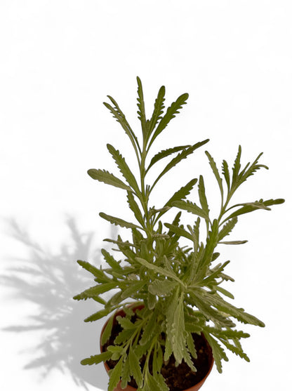 Λεβάντα Φ12εκ.