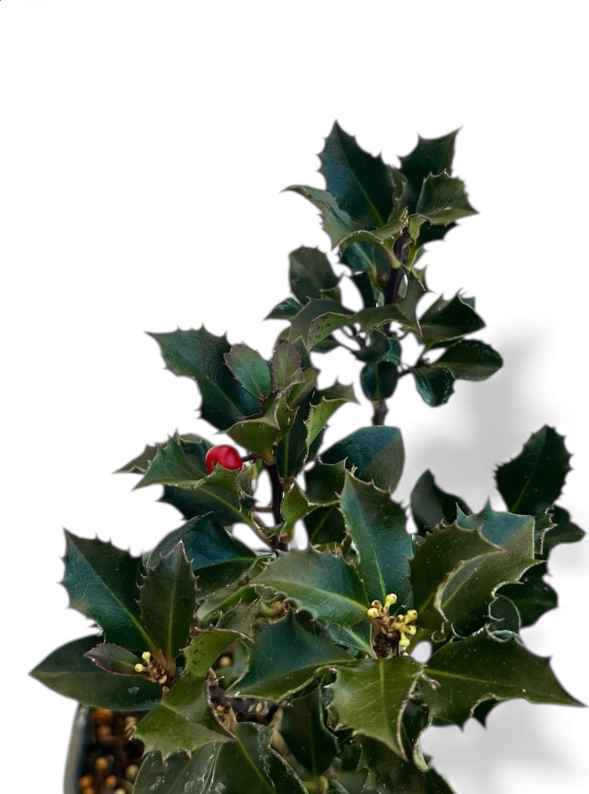 Ιλεξ blue angel Φ13εκ.