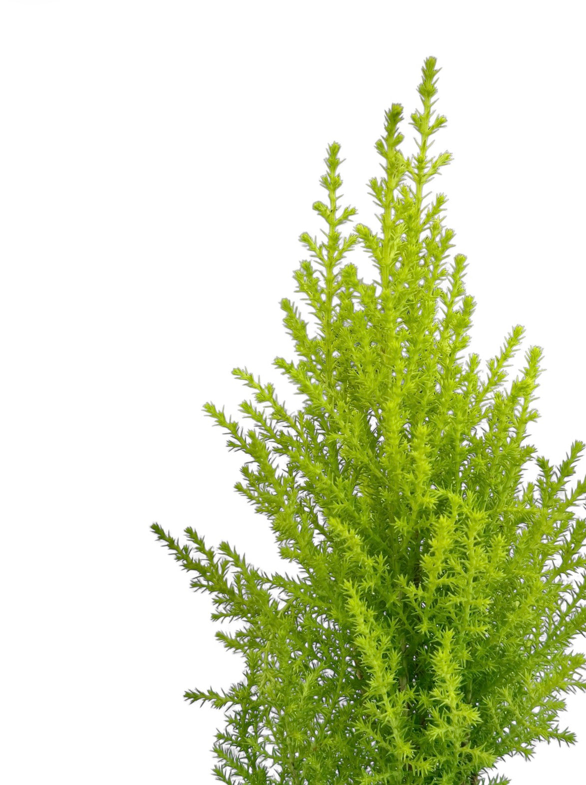 Gold crest wilma Φ11εκ