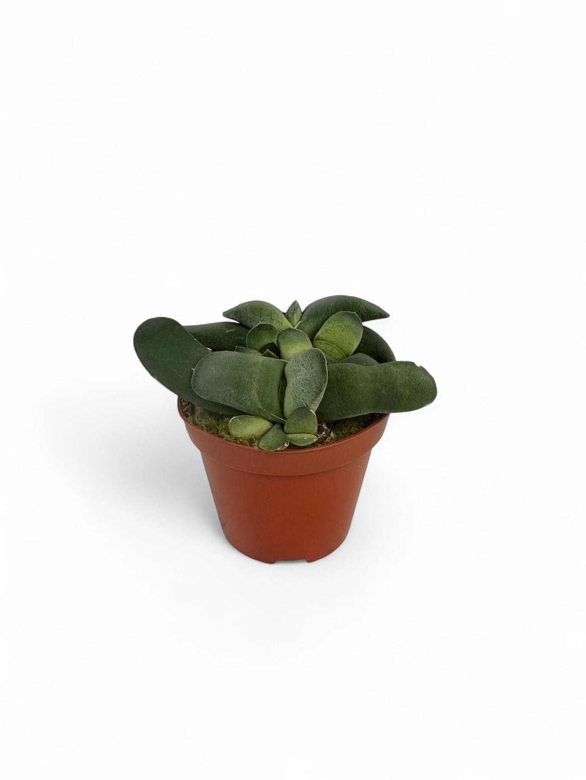 Παχύφυτο Gasteria glomerata Φ8.5