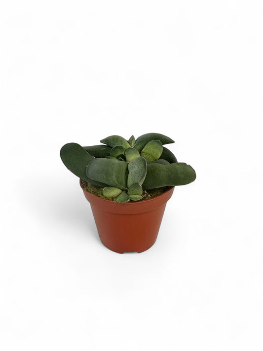Παχύφυτο Gasteria glomerata Φ8.5