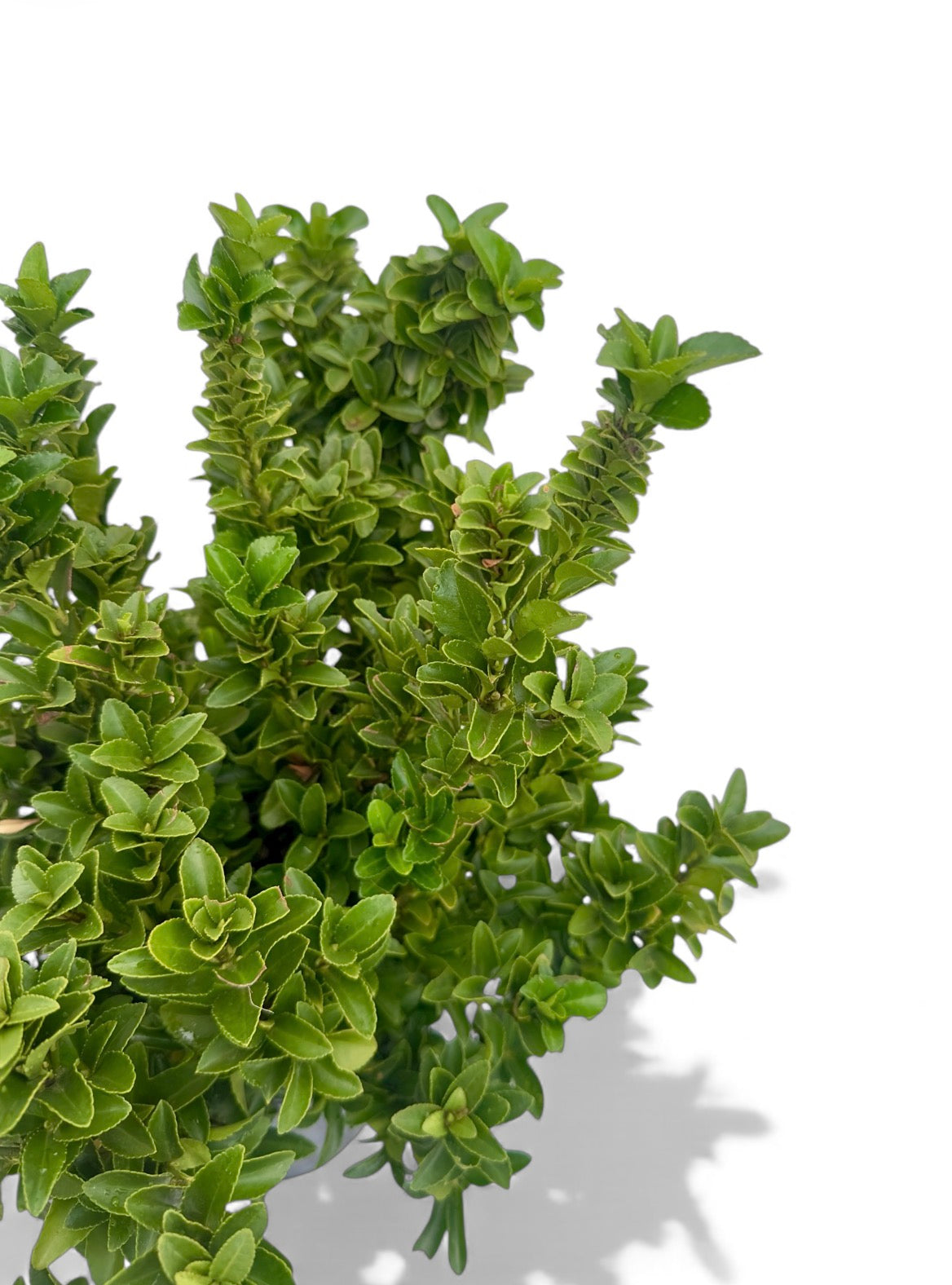 Ευώνυμο Φ19εκ.