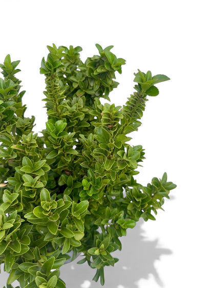 Ευώνυμο Φ19εκ.