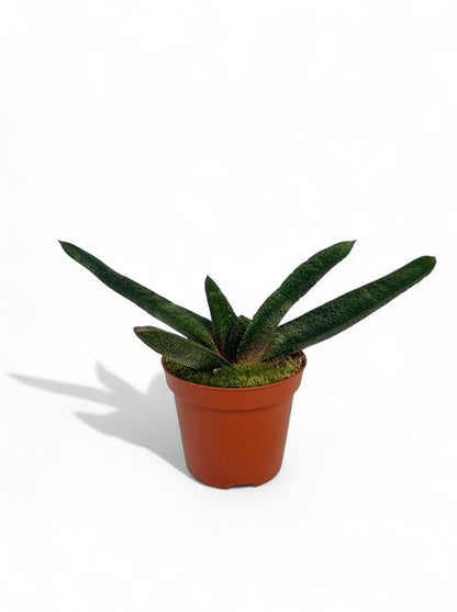 Παχύφυτο Gasteria Batesiana ‘Barberton’ Φ8.5