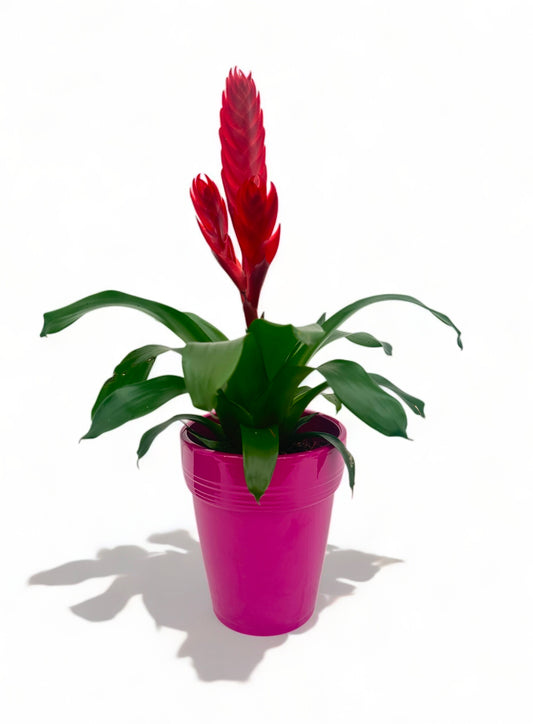 Βριέζια κόκκινη με μωβ κεραμικό κασπώ 44*14