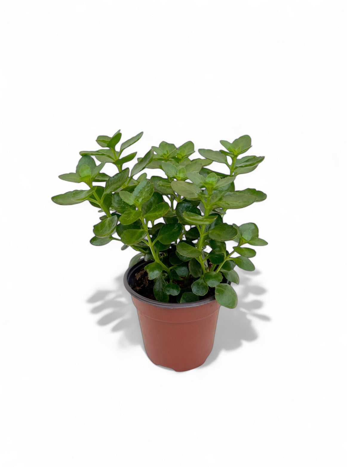 Παχύφυτο Καλαγχόη Φ12εκ.