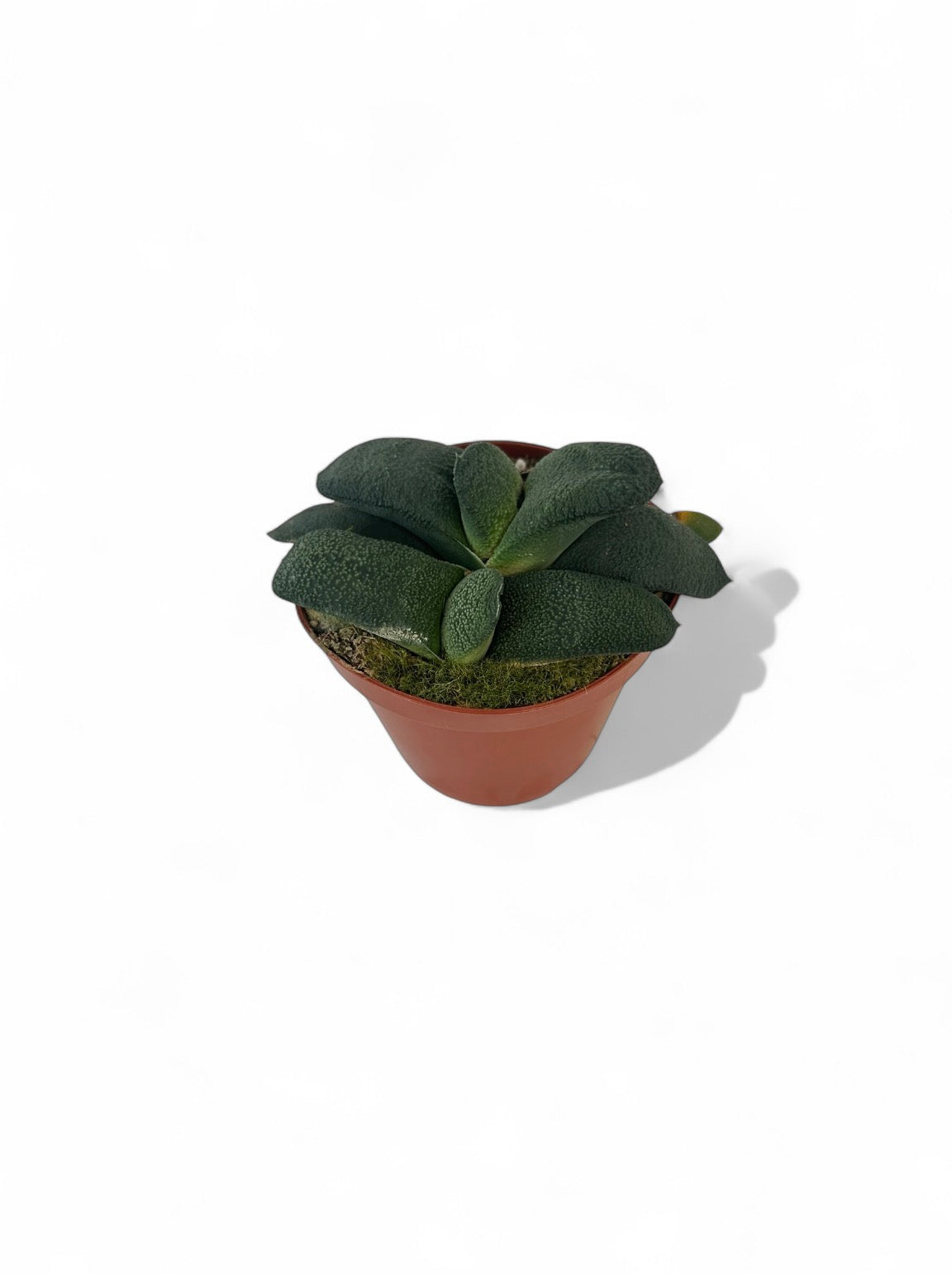 Παχύφυτο Gasteria armstrongii Φ8.5