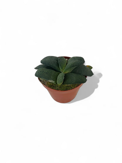 Παχύφυτο Gasteria armstrongii Φ8.5