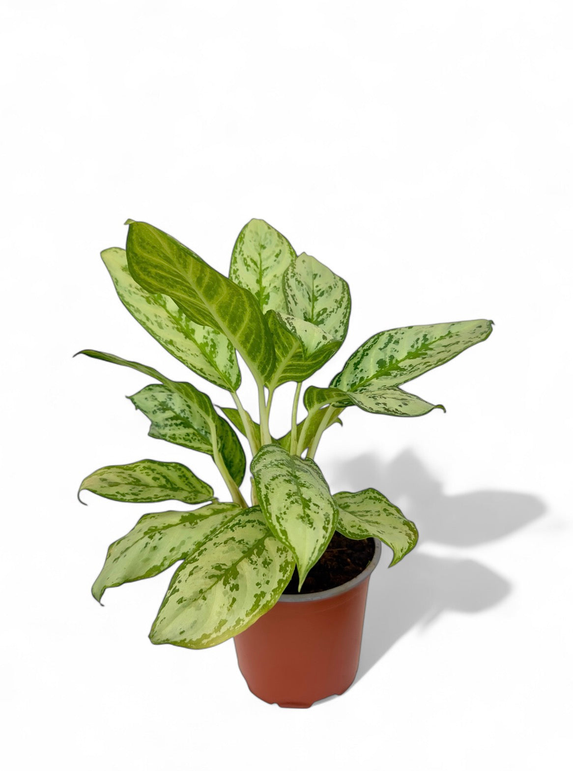 Αγλαόνημα Φ14εκ.