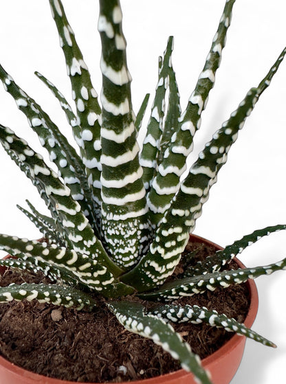 Παχύφυτο Haworthia Φ10,5εκ.