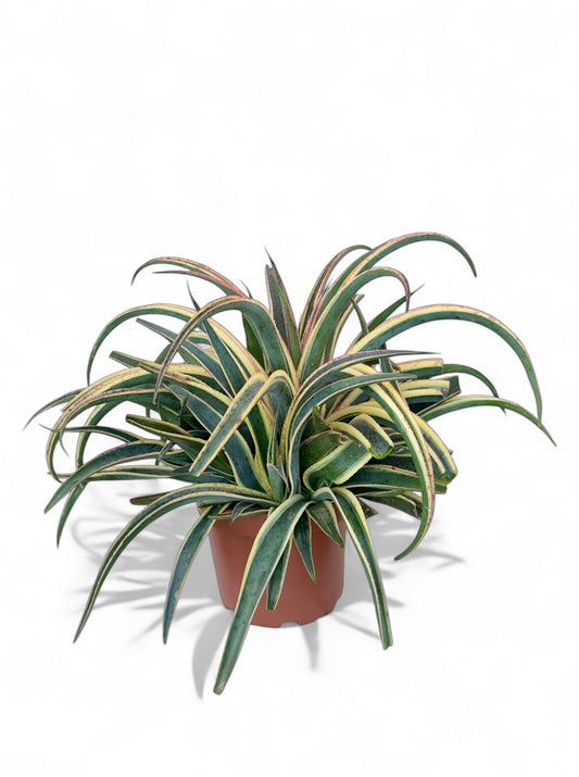 Παχύφυτο Magave Φ19εκ.