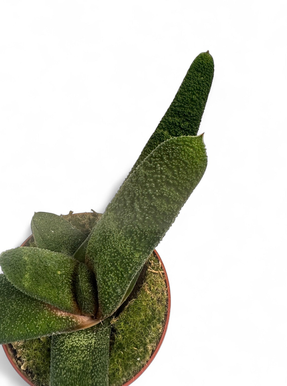 Παχύφυτο Gasteria Batesiana ‘Barberton’ Φ8.5