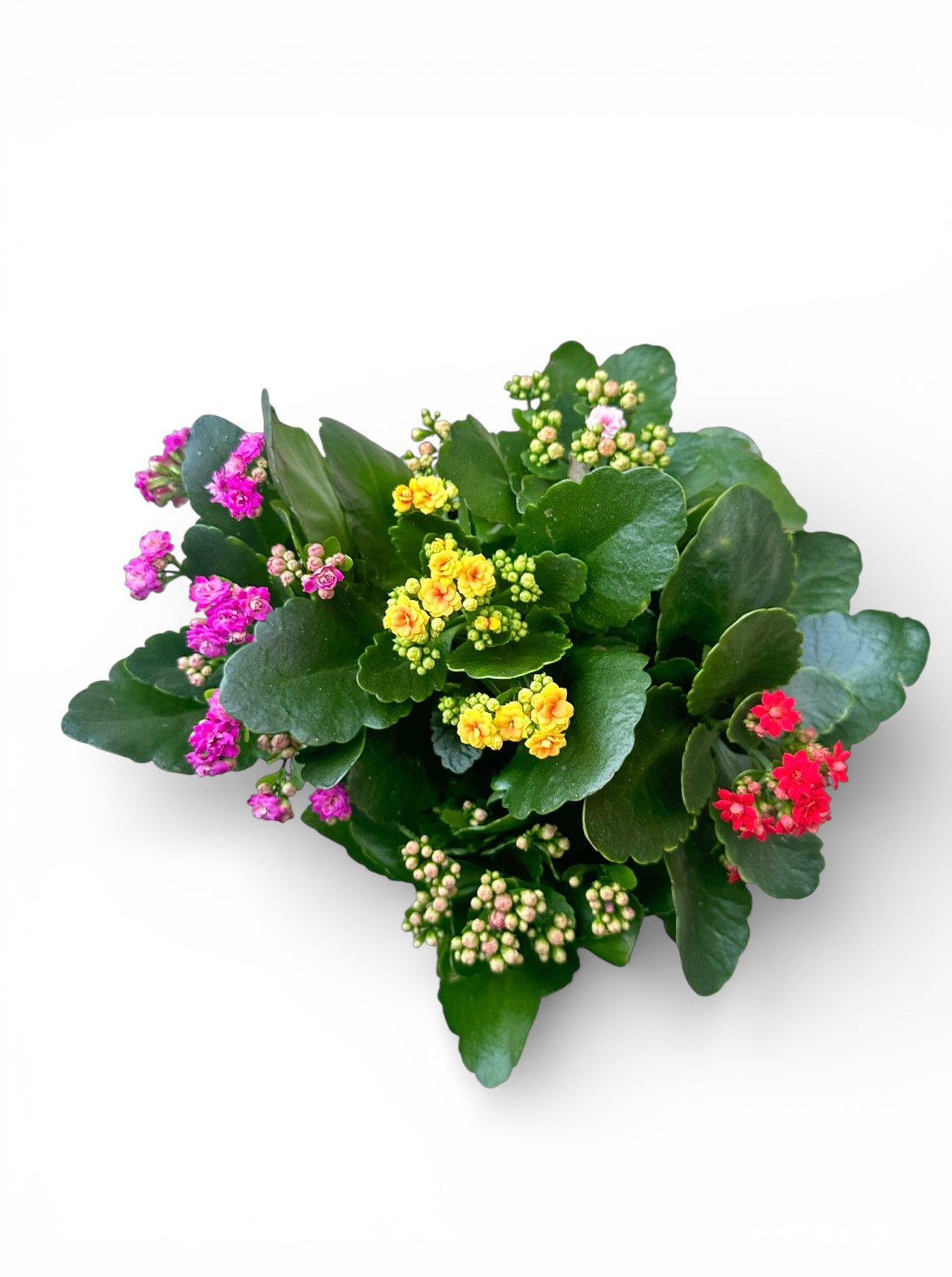 Παχύφυτο Καλαγχόη καλαντίβανκασπώ 5 φυτά Φ23εκ.