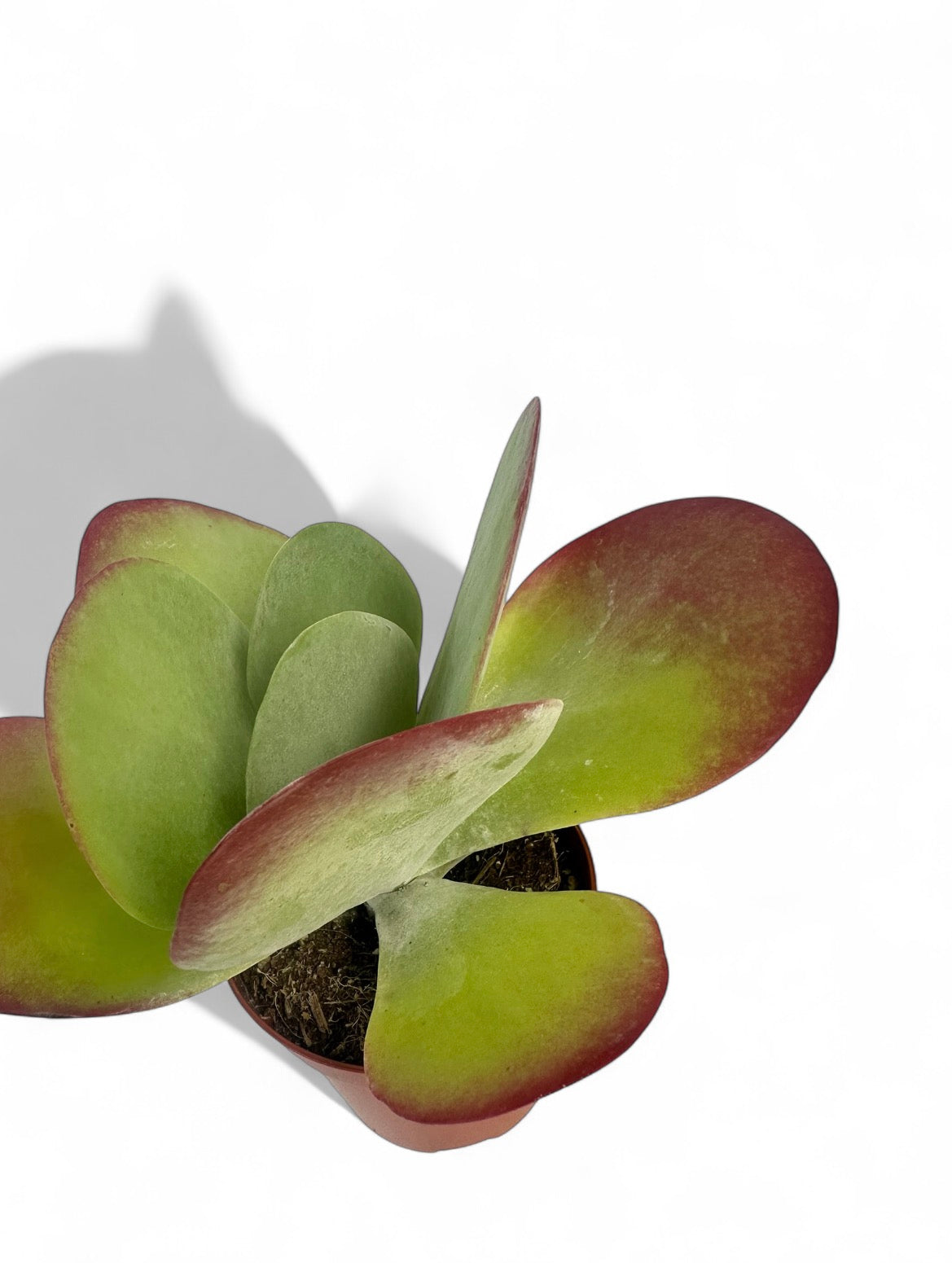 Παχύφυτο Καλαγχόη - Kalanchoe thyrsiflora Φ8.5