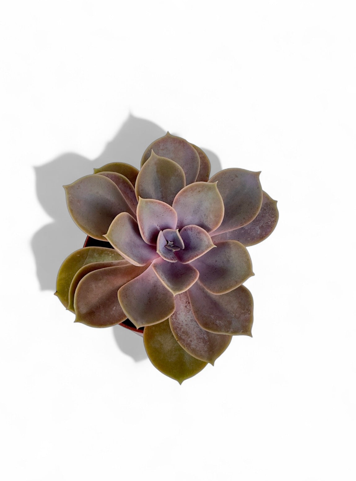 Παχύφυτο Εχεβέρια - Echeveria 'Perle von Nurnberg' Φ8,5εκ.