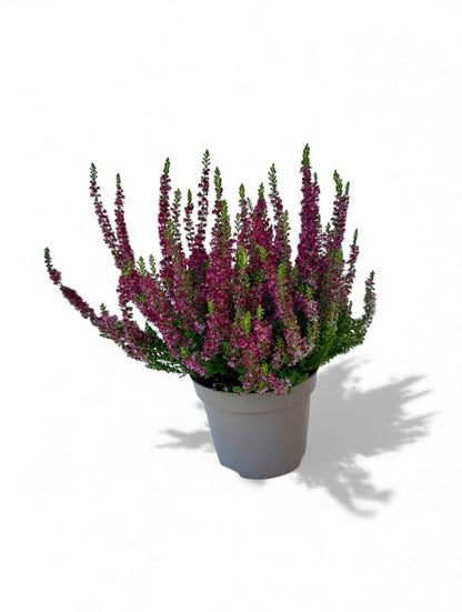 Καλούνα - calluna vulgaris "disco queen" winterhart Φ11εκ.