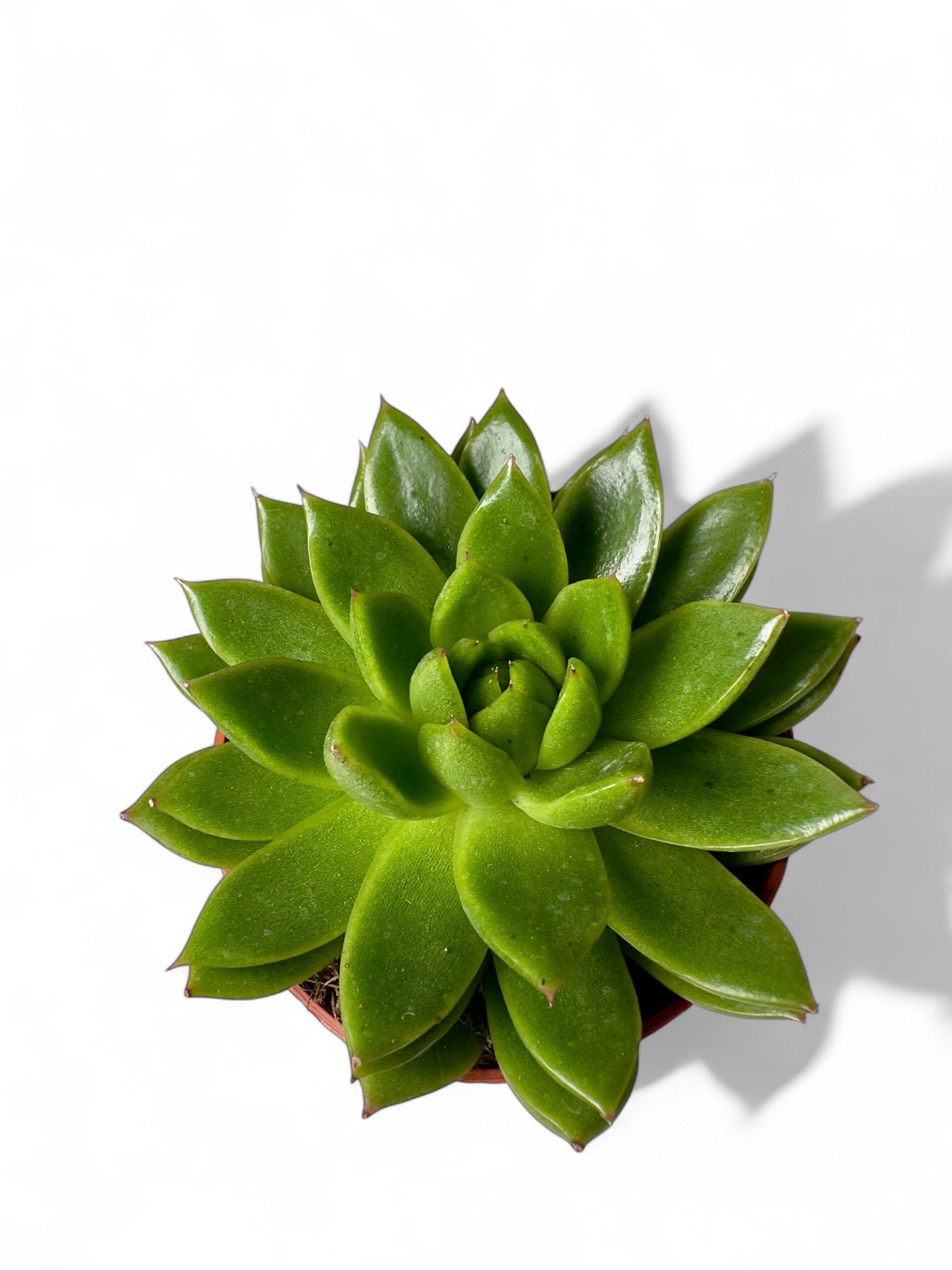 Παχύφυτο Εχεβέρια - Echeveria agavoides (Molded Wax Agave) Φ8,5εκ.
