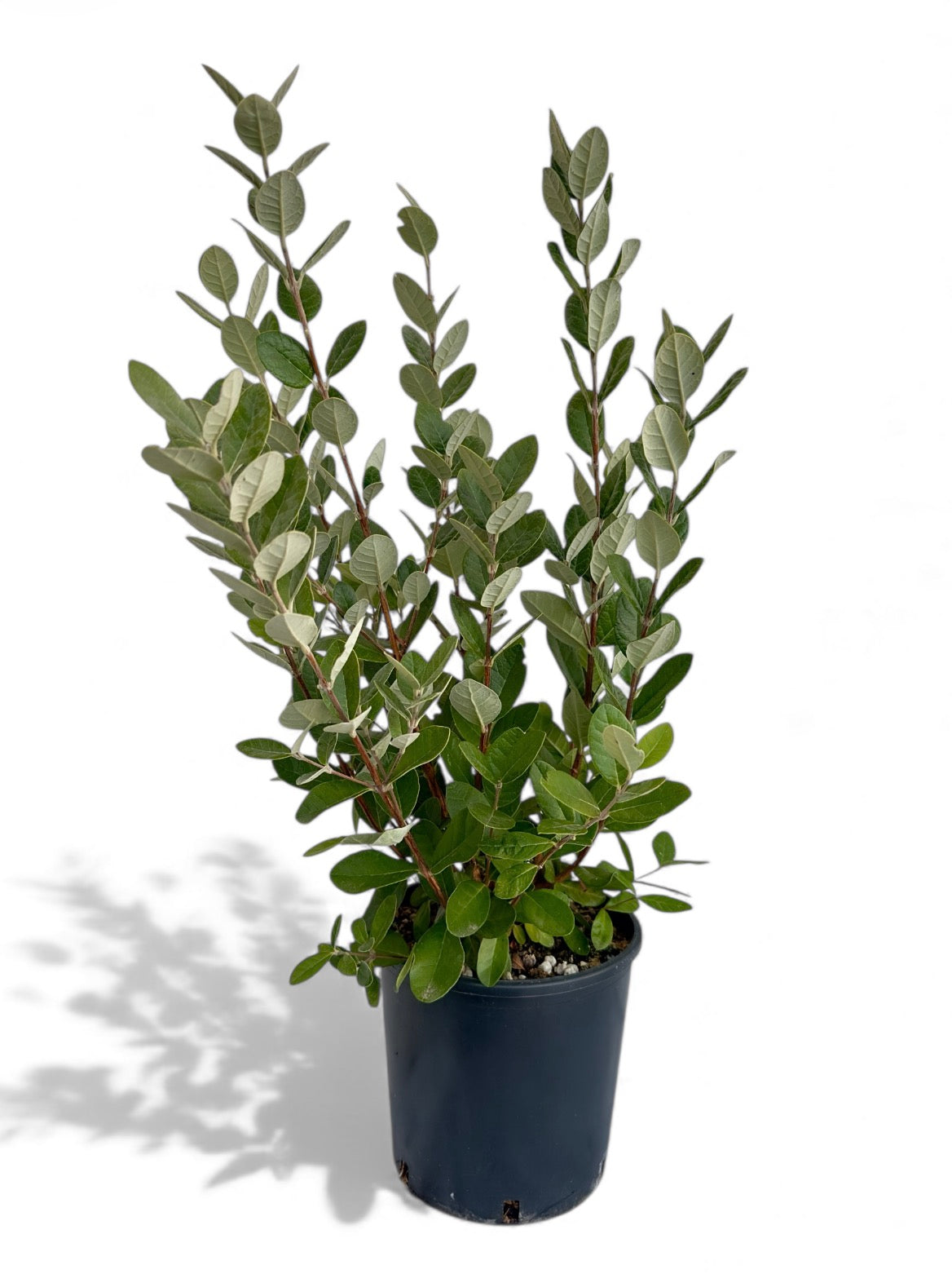 Φεϊζόα Φ18εκ.