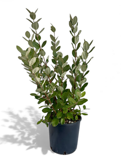 Φεϊζόα Φ18εκ.